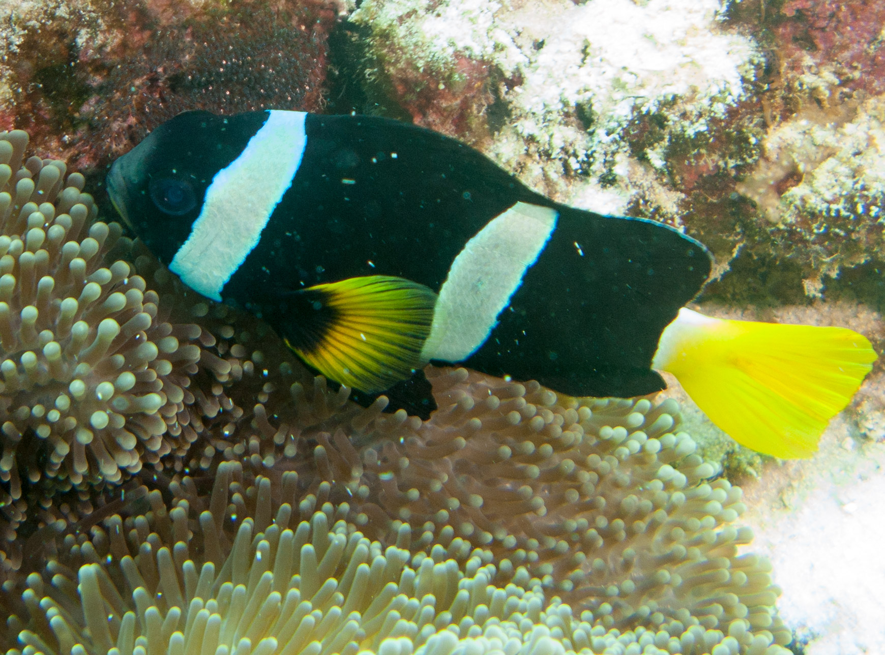 Clark's anemonefish (Amphiprion clarkii)