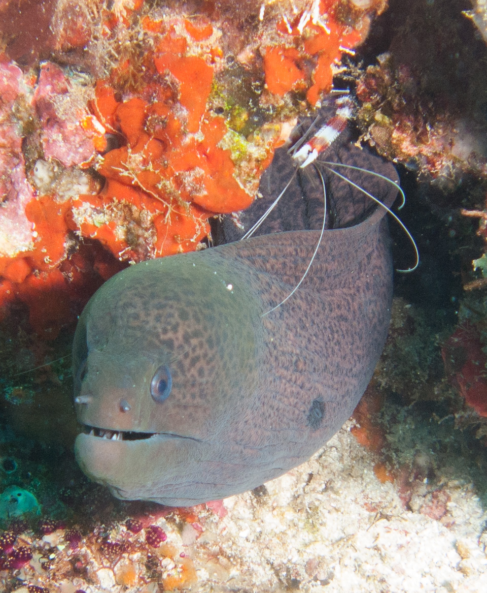 Moray eel & cleaner shrimp