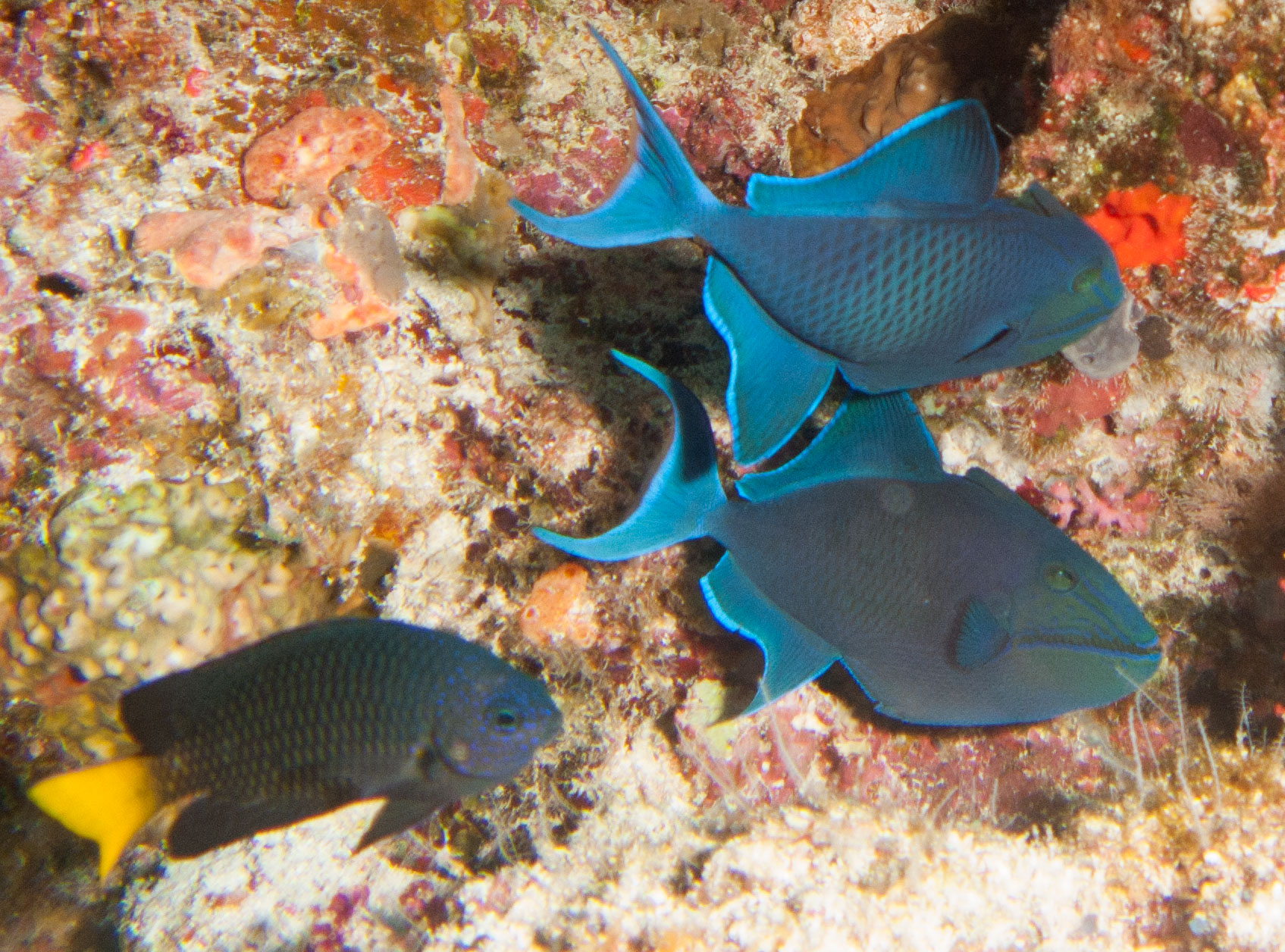 Yellowtail Demoiselle & Redtooth triggerfish