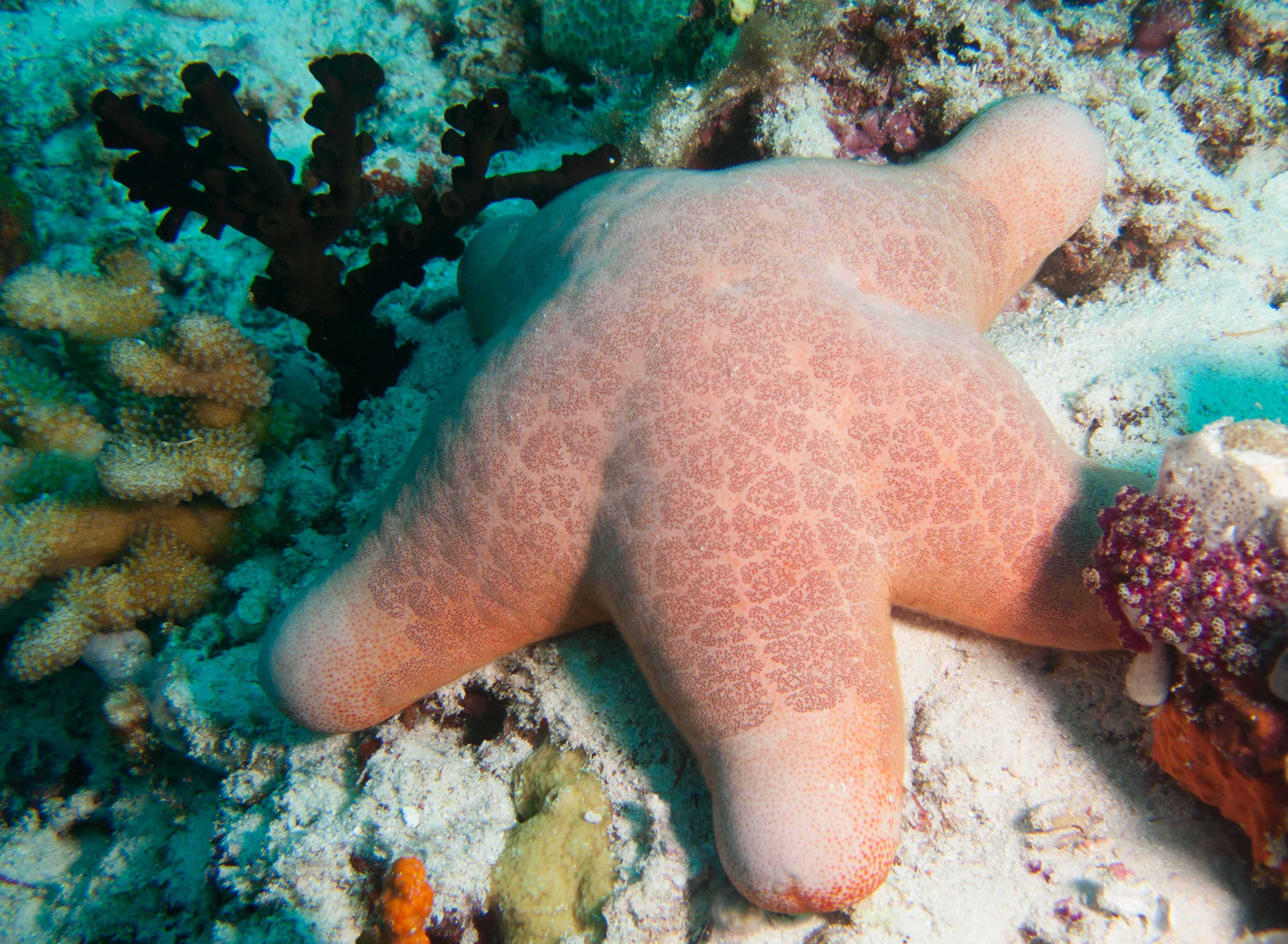 Granulated Sea Star (Choriaster granulatus)