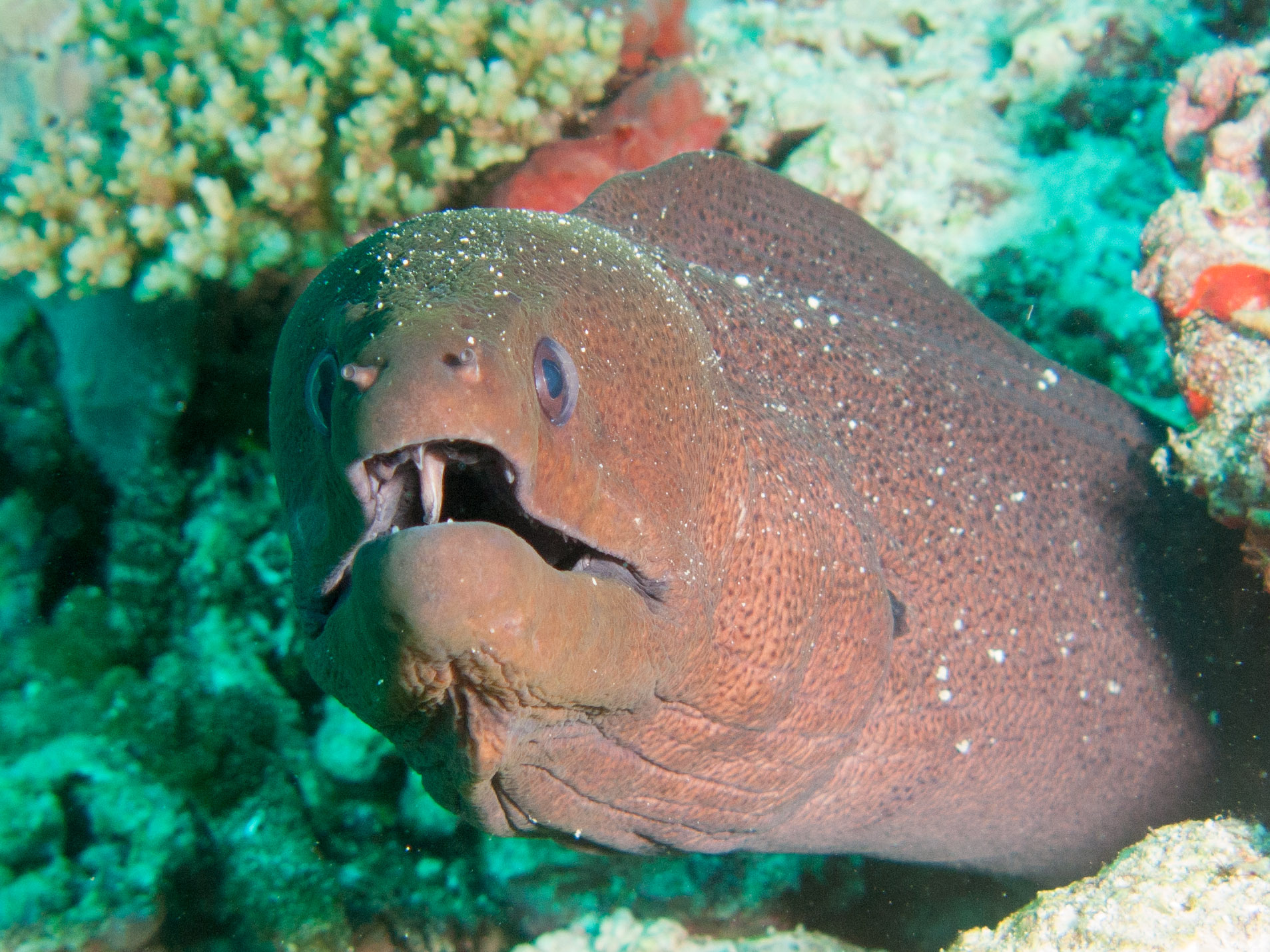 Moray eel