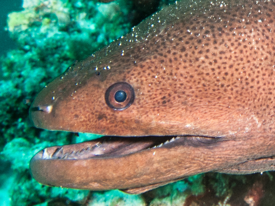 Moray eel