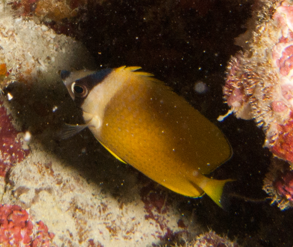 Blacklip Butterflyfish (Chaetodon kleinii)