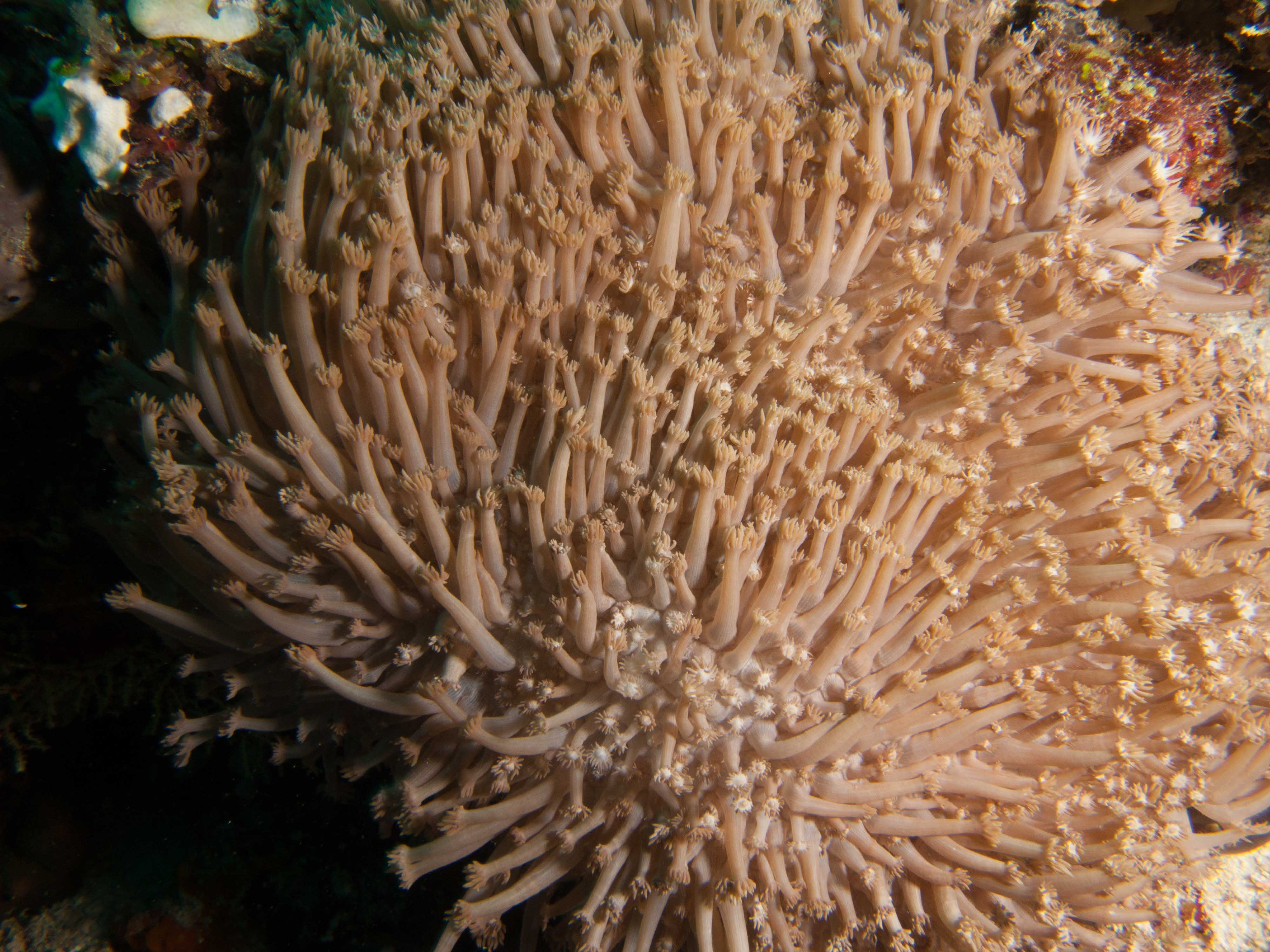 Mushroom leather coral