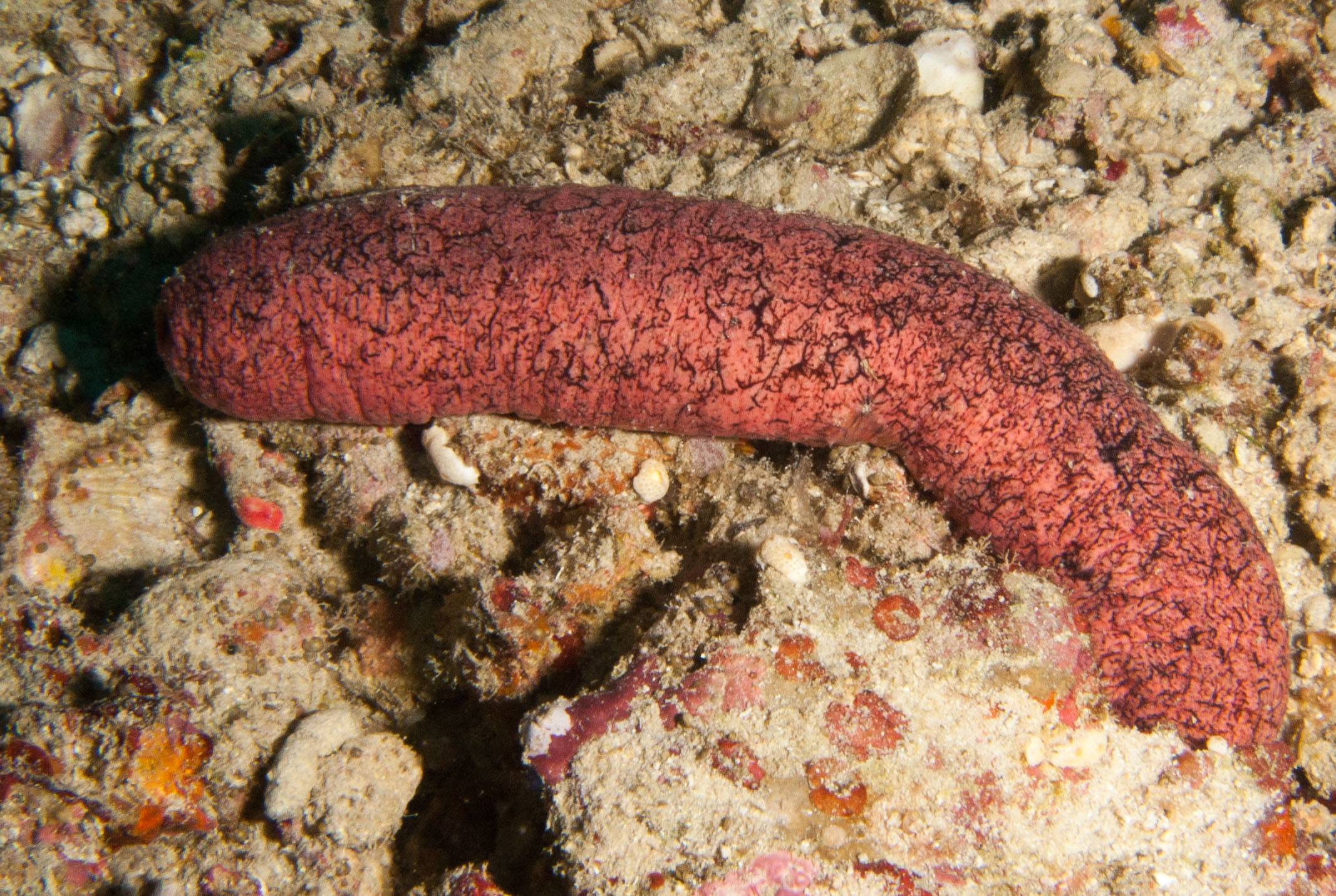 Sea cucumber