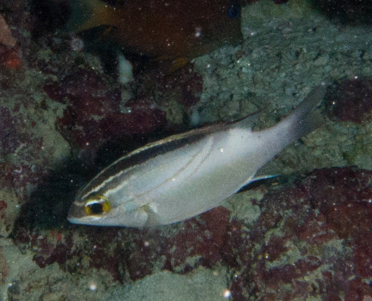 Bridled Monocle Bream