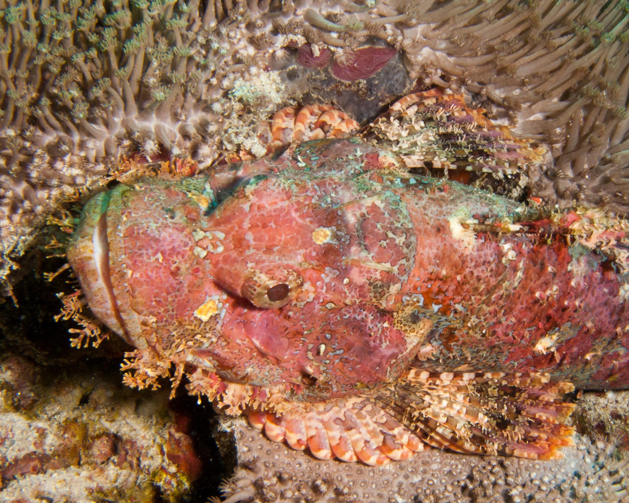 Scorpionfish