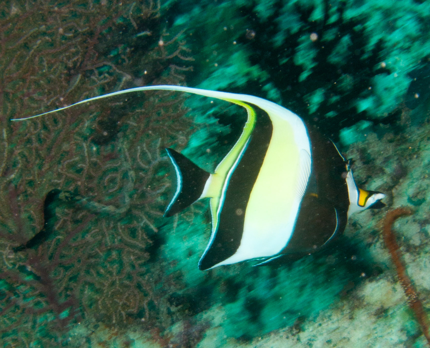 Moorish idol