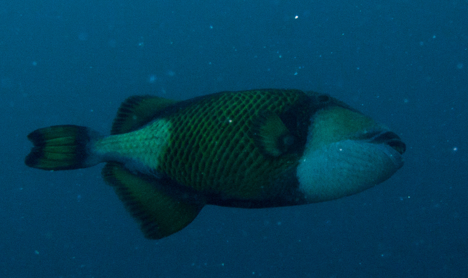 Titan Triggerfish Titan Triggerfish