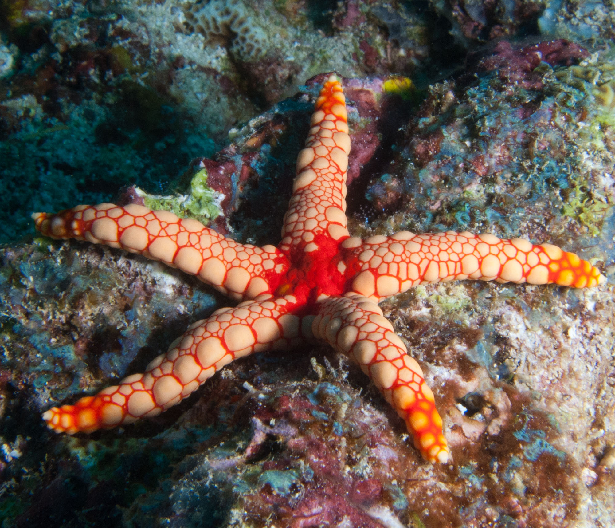 Peppermint Sea Star (Fromia monilis) Peppermint Sea Star (Fromia monilis)