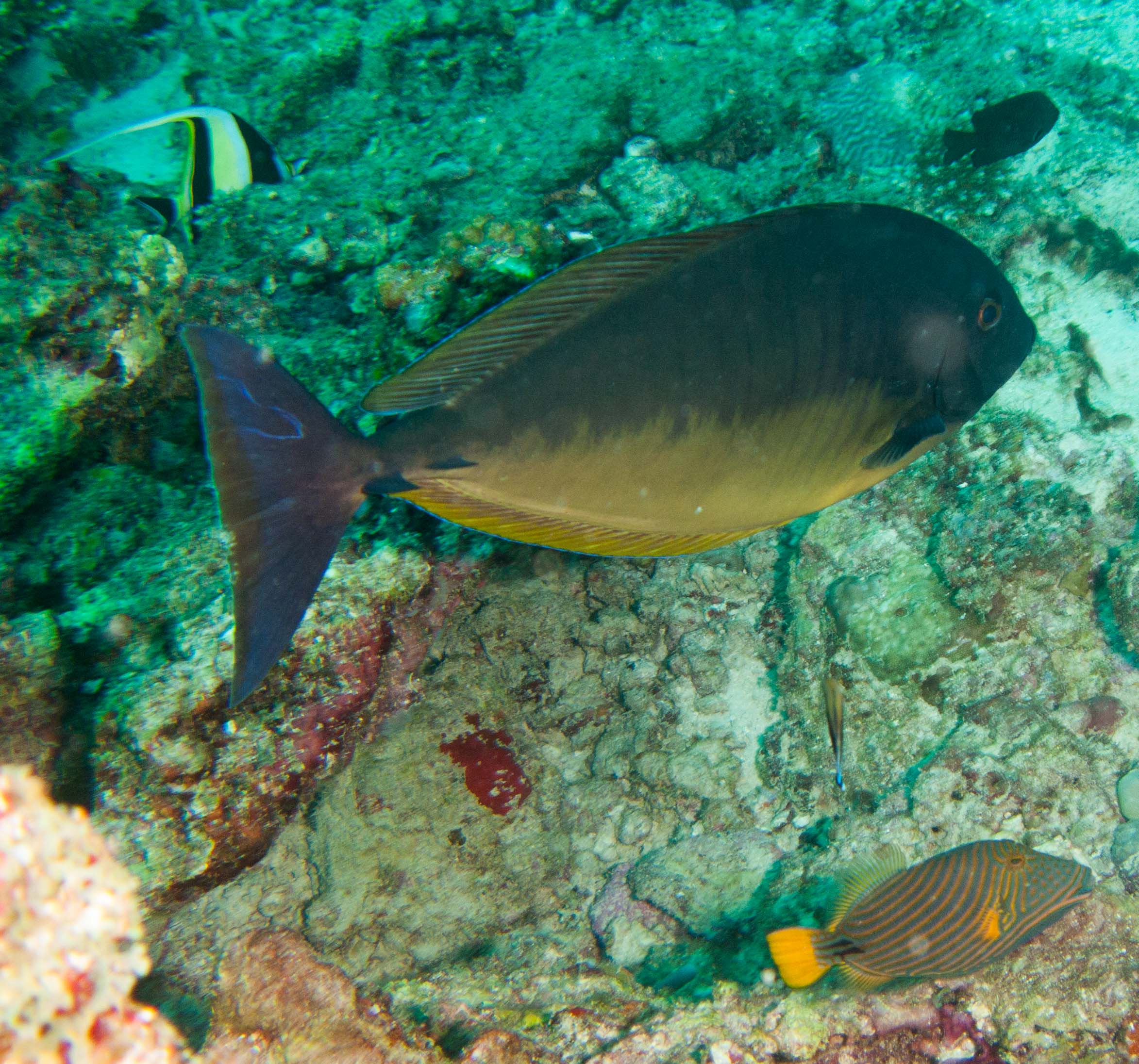 Surgeonfish (centre) & Orange-Lined Triggerfish (bottom) Surgeonfish (centre) & Orange-Lined Triggerfish (bottom)