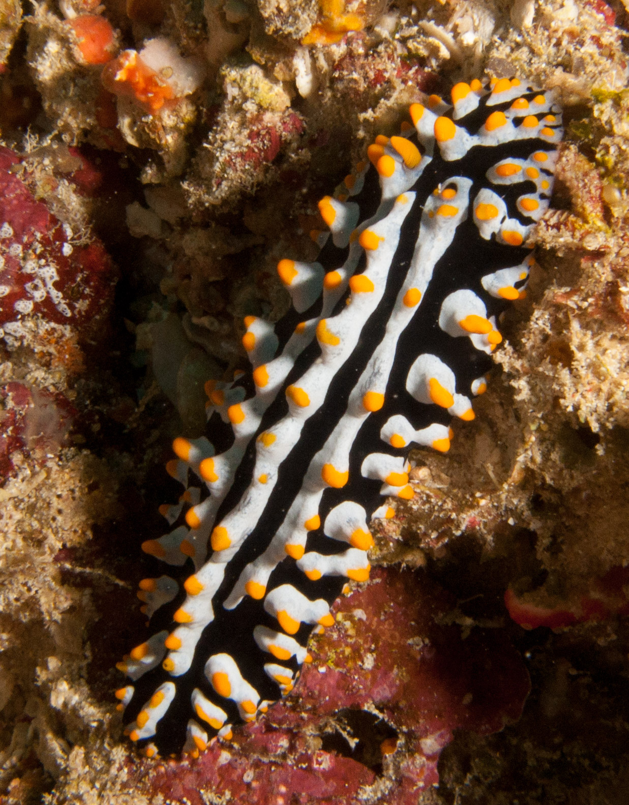 Nudibranch (Phyllidia)