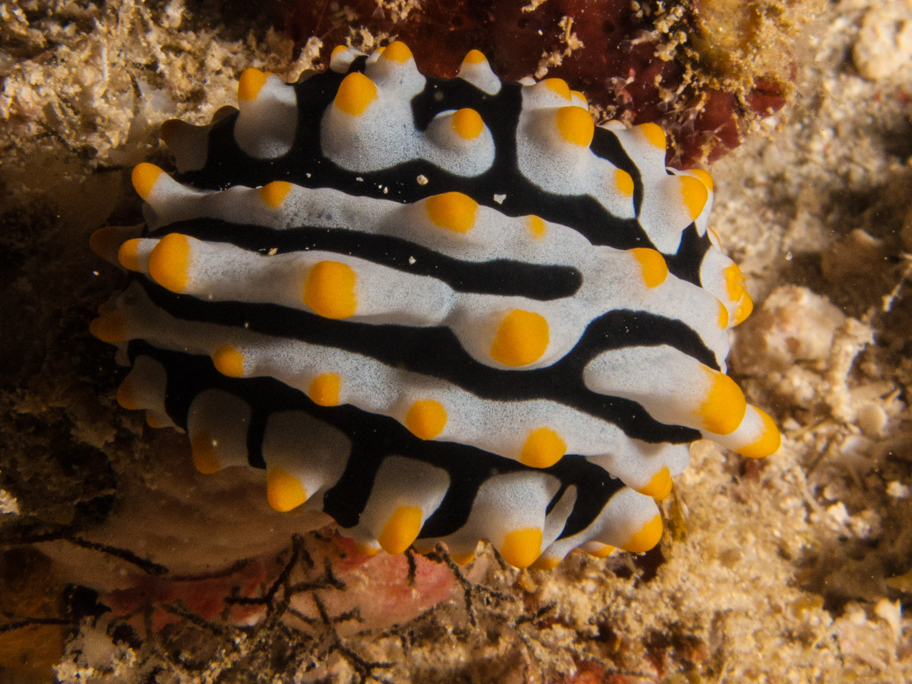 Nudibranch (Phyllidia)