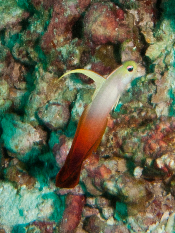Fire goby (Nemateleotris magnifica)
