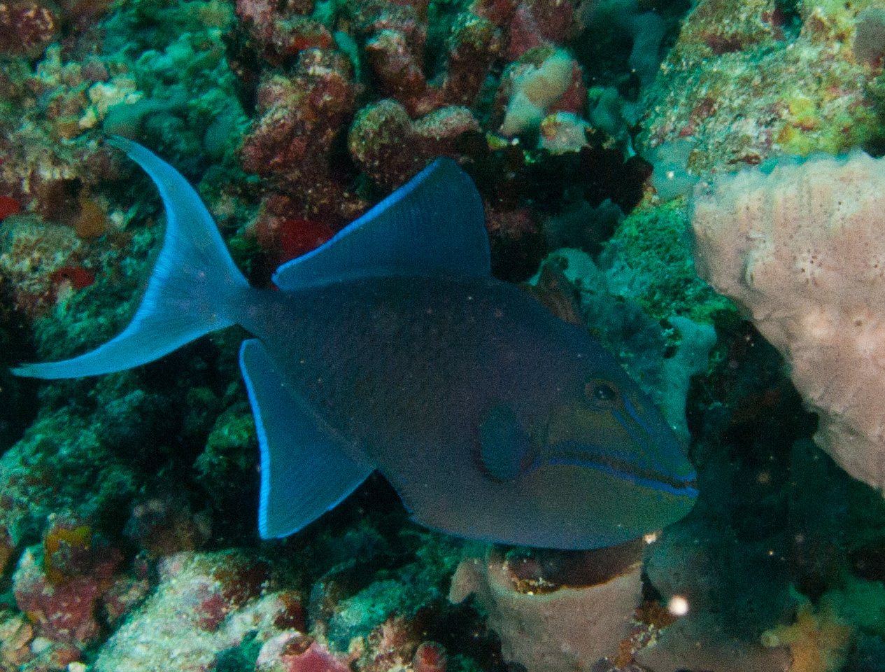 Red toothed Triggerfish