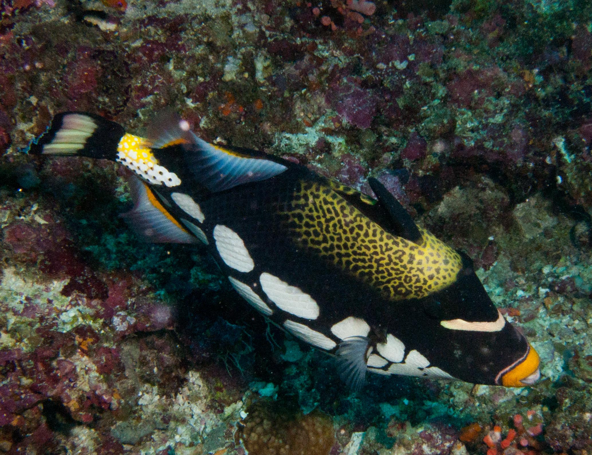 Clown triggerfish