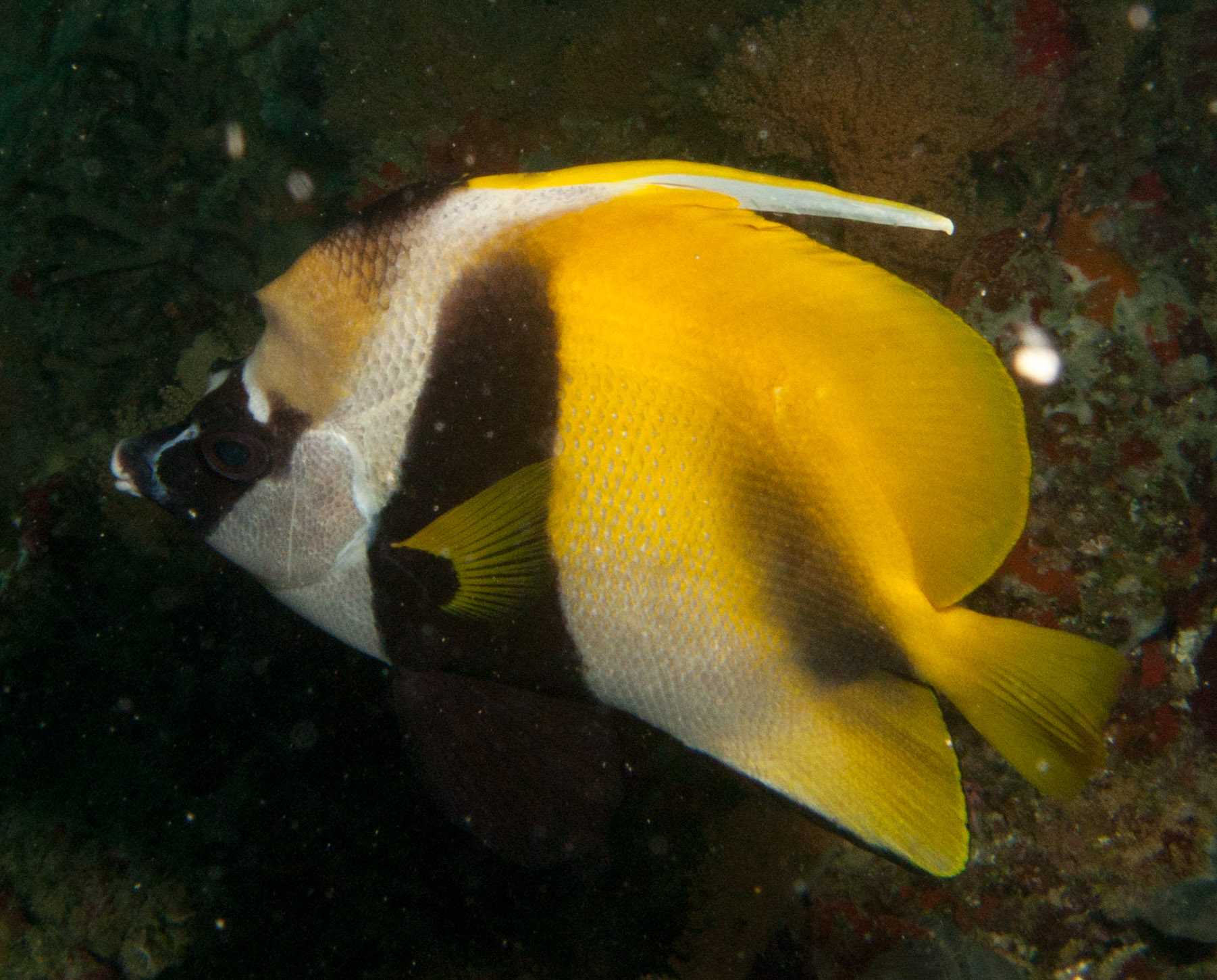 Masked bannerfish