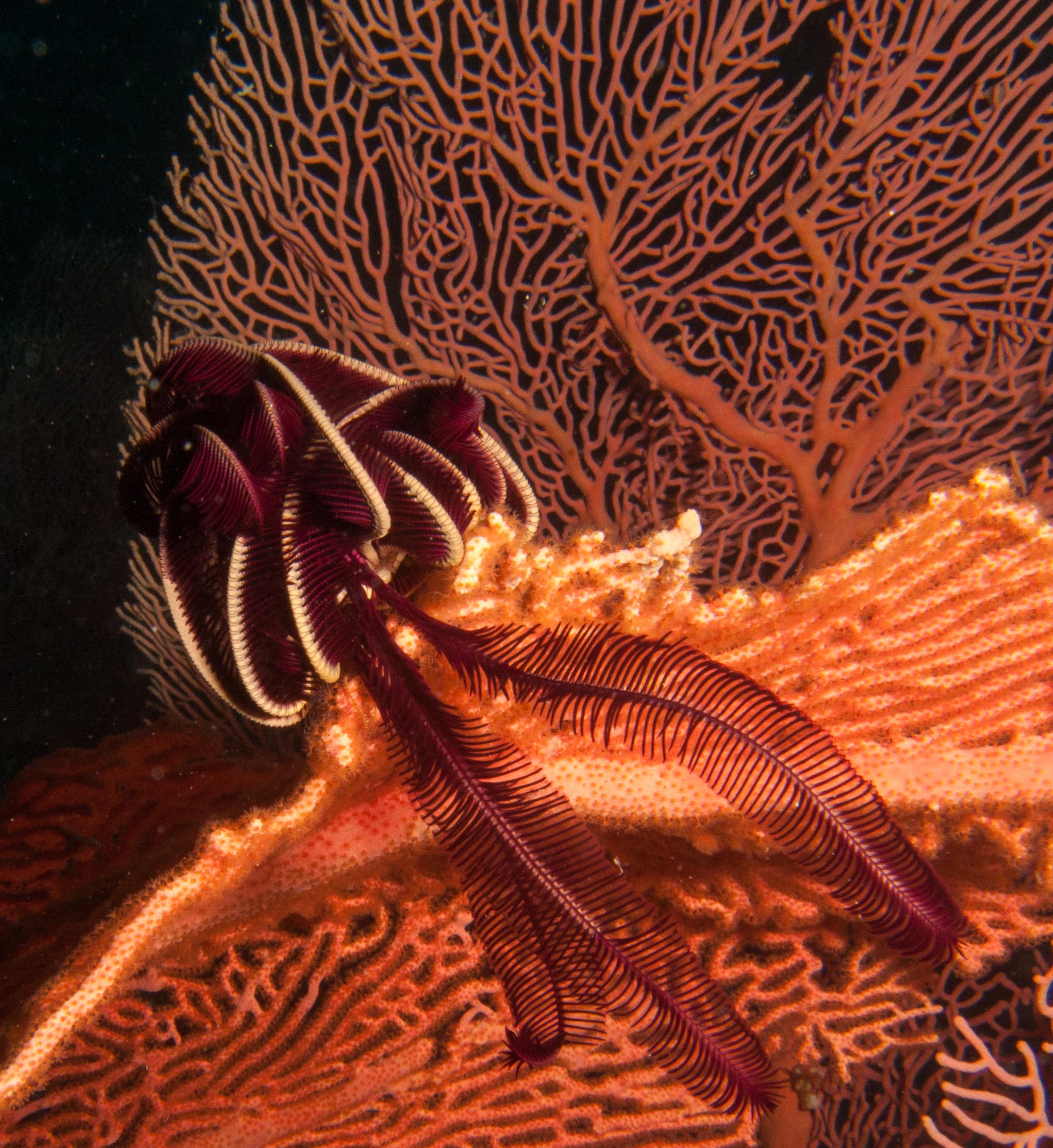 Feather star on Gorgonian sea fan