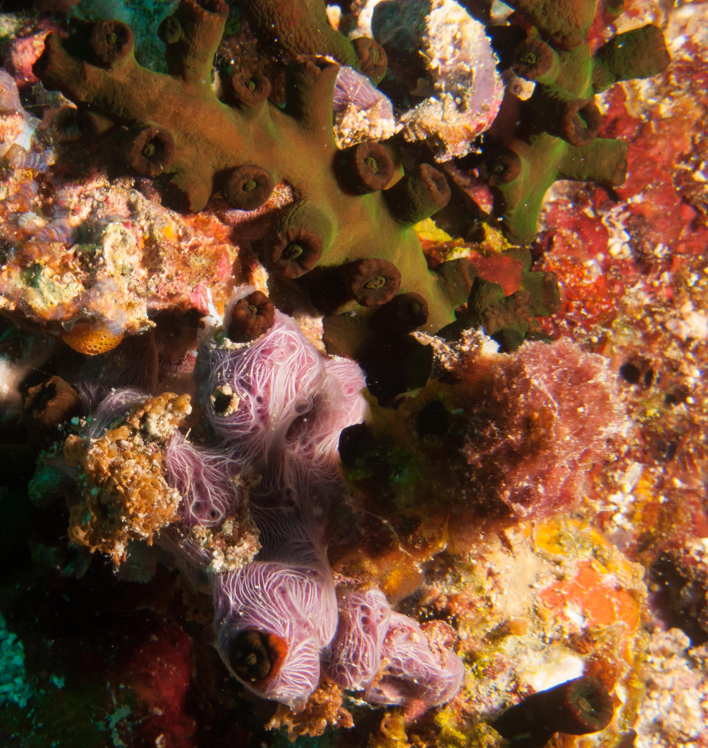 Cup coral (top) & Purple sponge (Chalinula nematifera)