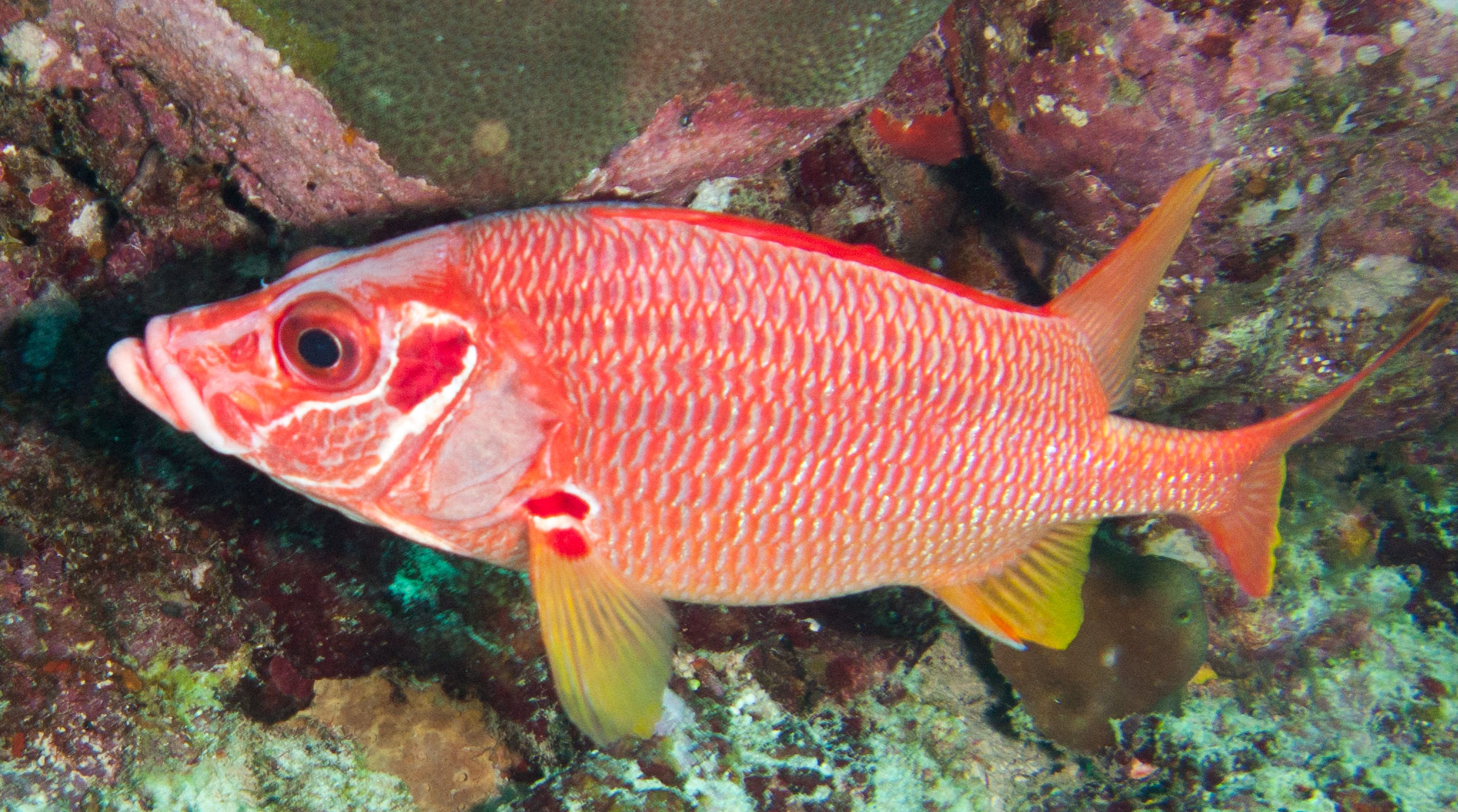 Sabre Squirrelfish (Sargocentron spiniferum)