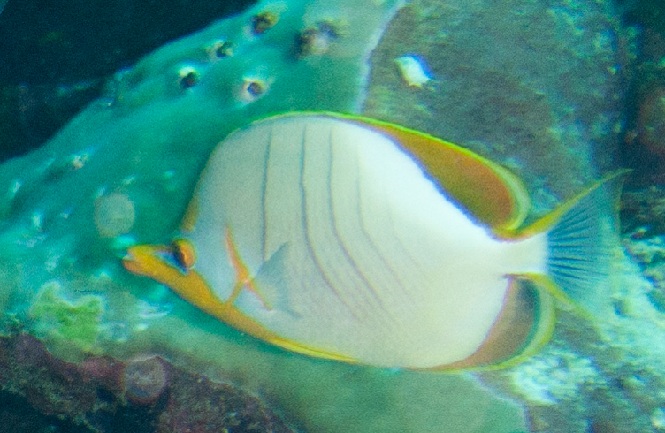 Yellowhead butterflyfish
