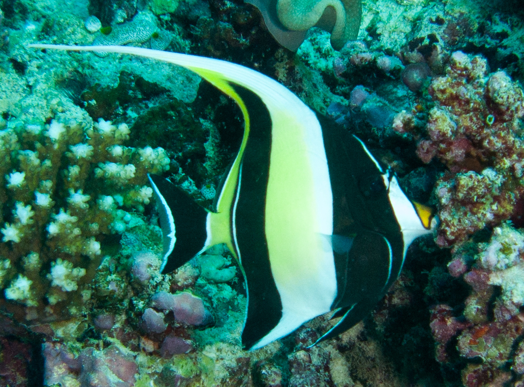 Moorish Idol