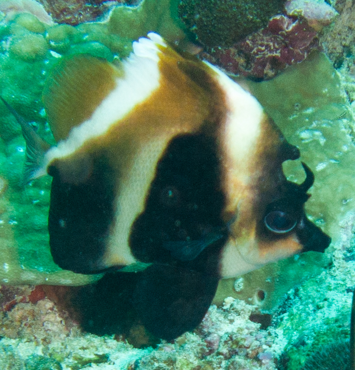 Indian Bannerfish