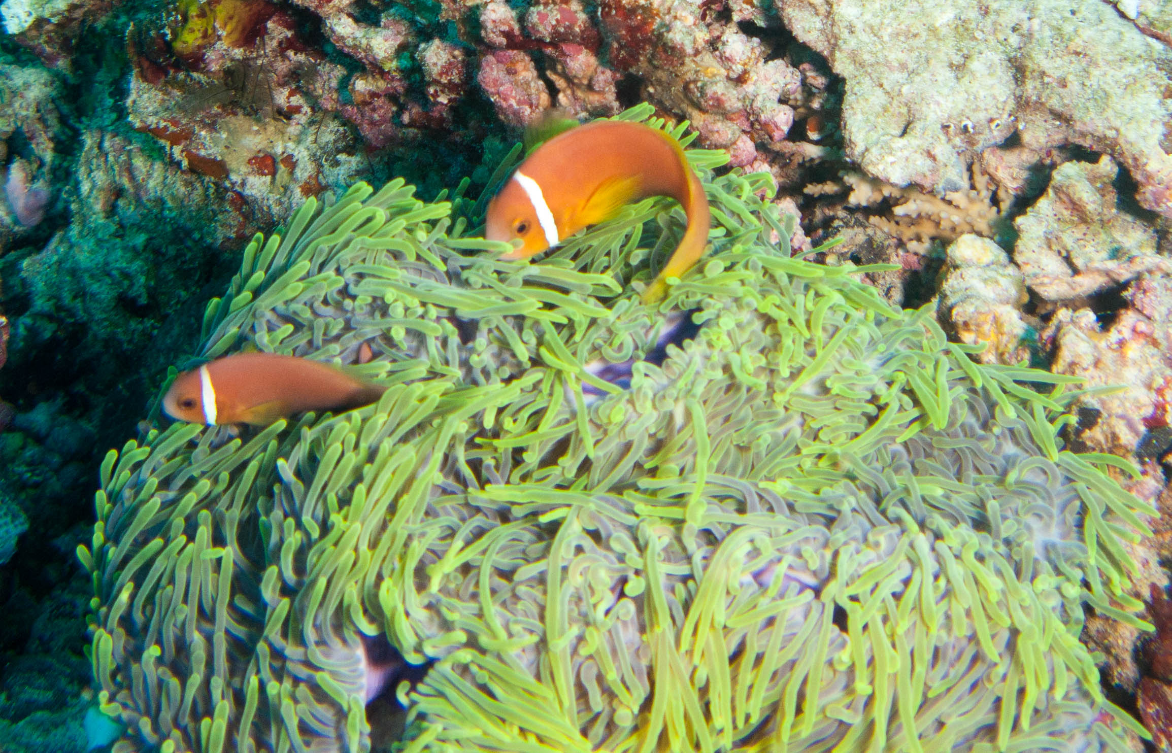 Maldives Anemonefish (Amphiprion nigripes)