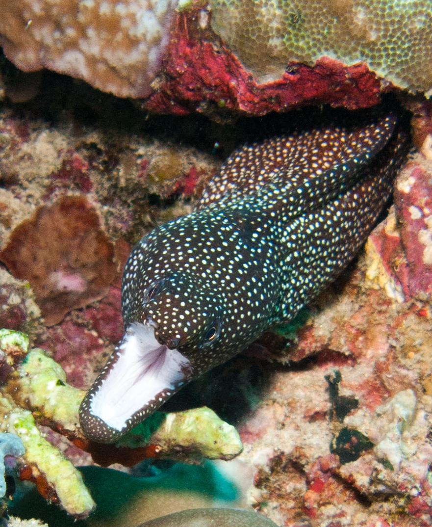 Whitemouth Moray Eel