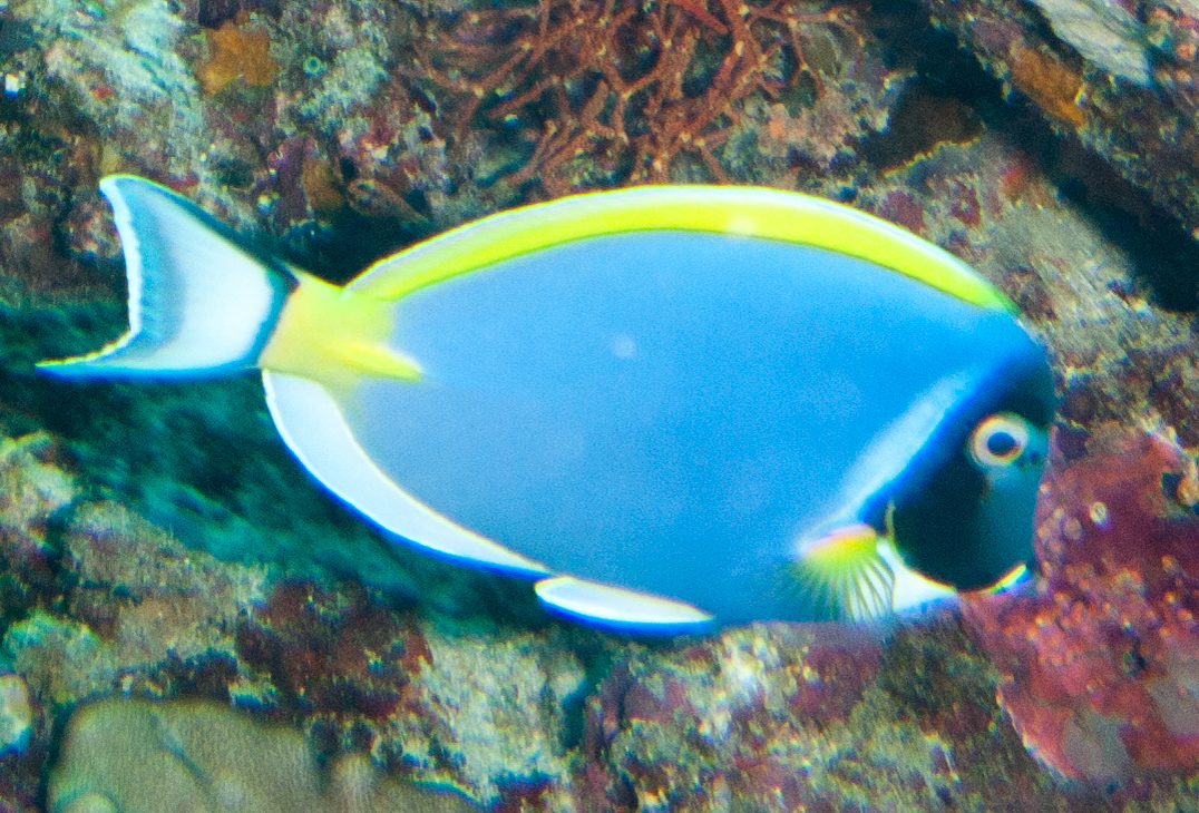 Blue surgeonfish
