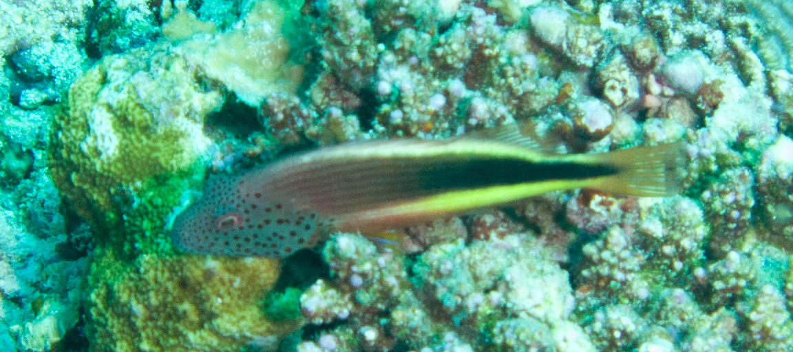 Freckled Hawkfish