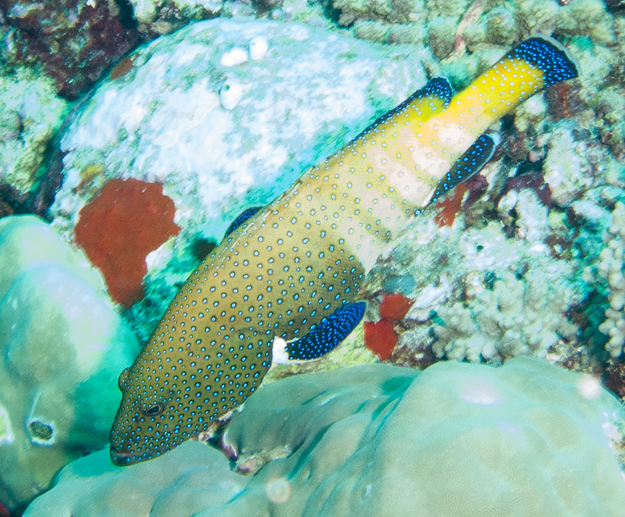 Peacock Grouper