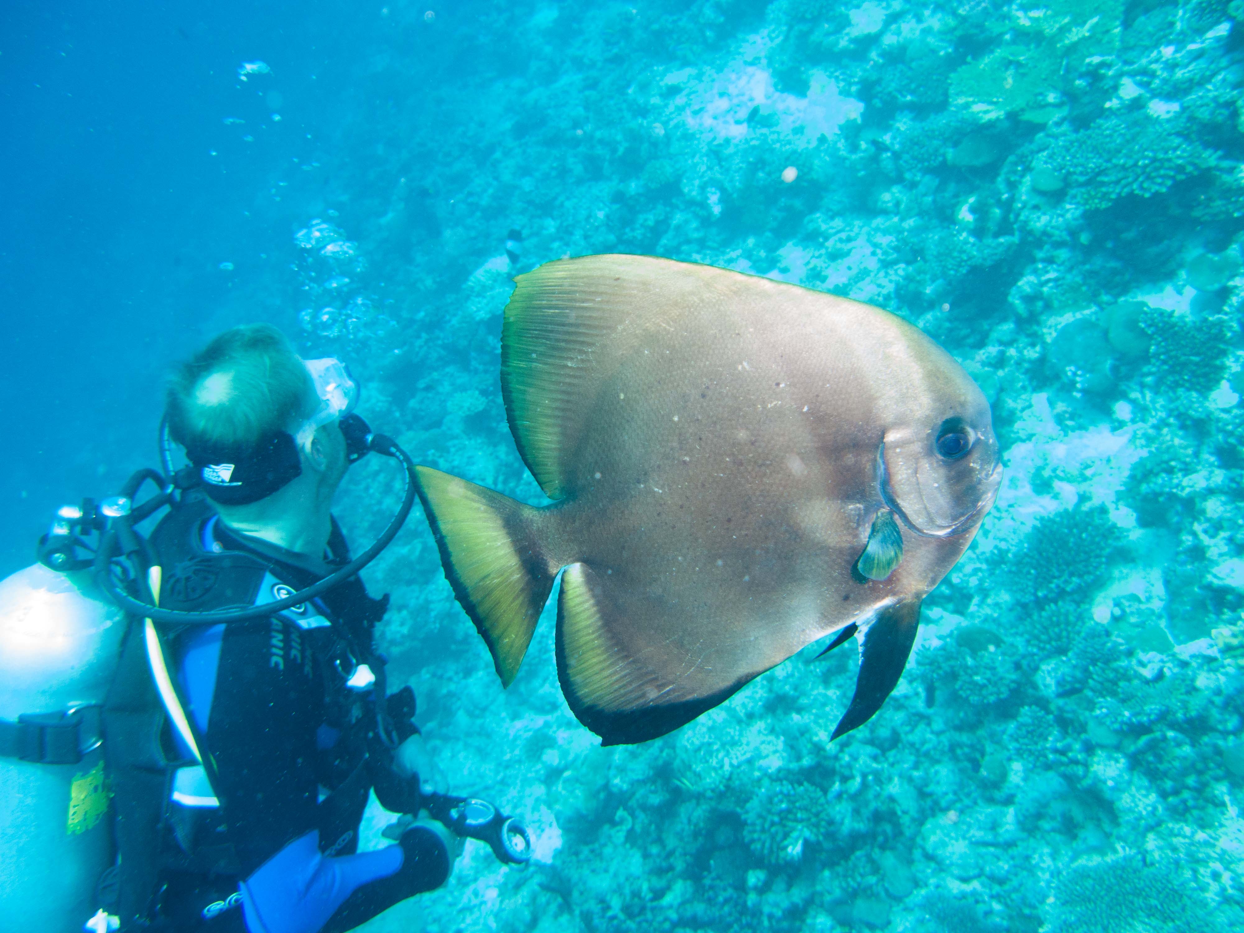 Circular Batfish (Circular Spadefish, Platax orbicularis)