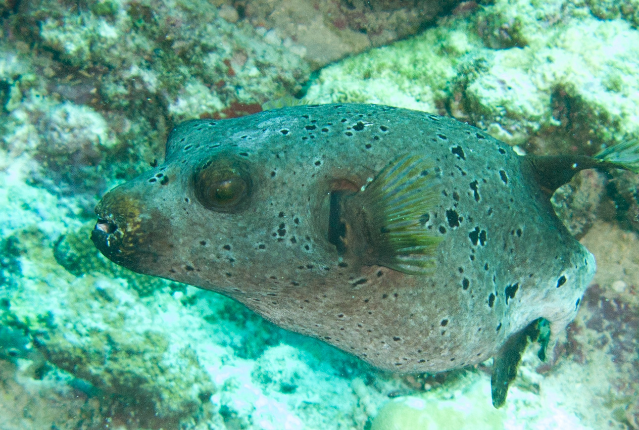 Blackspotted Puffer
