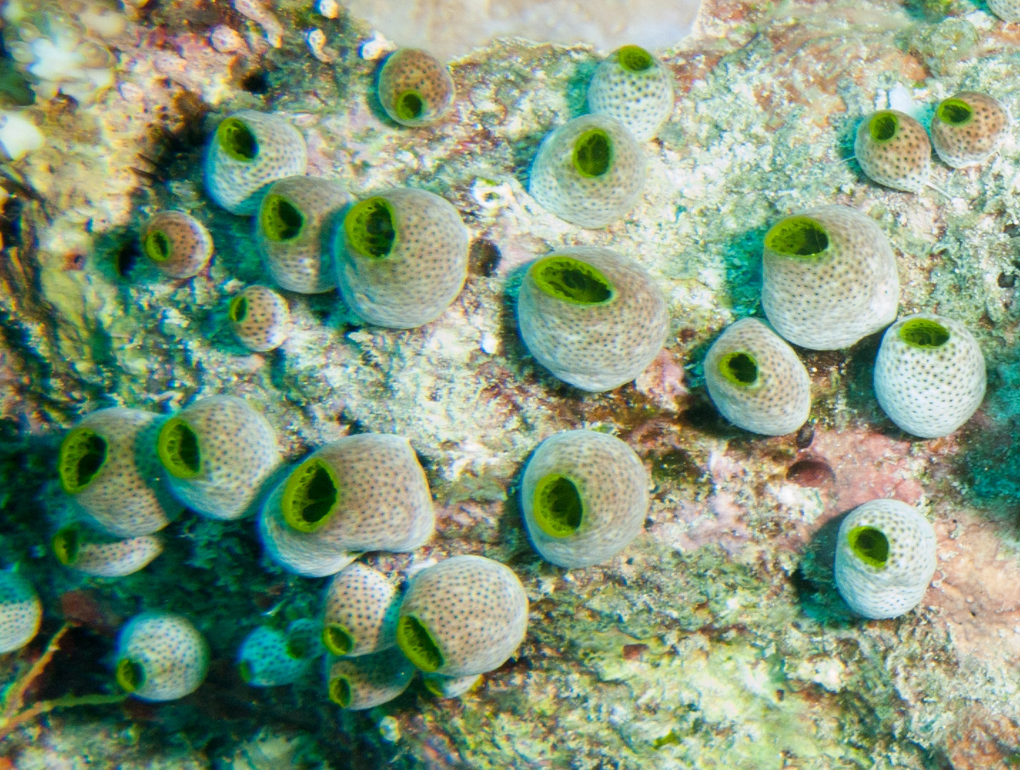 Atriolum robustum (sea squirt)