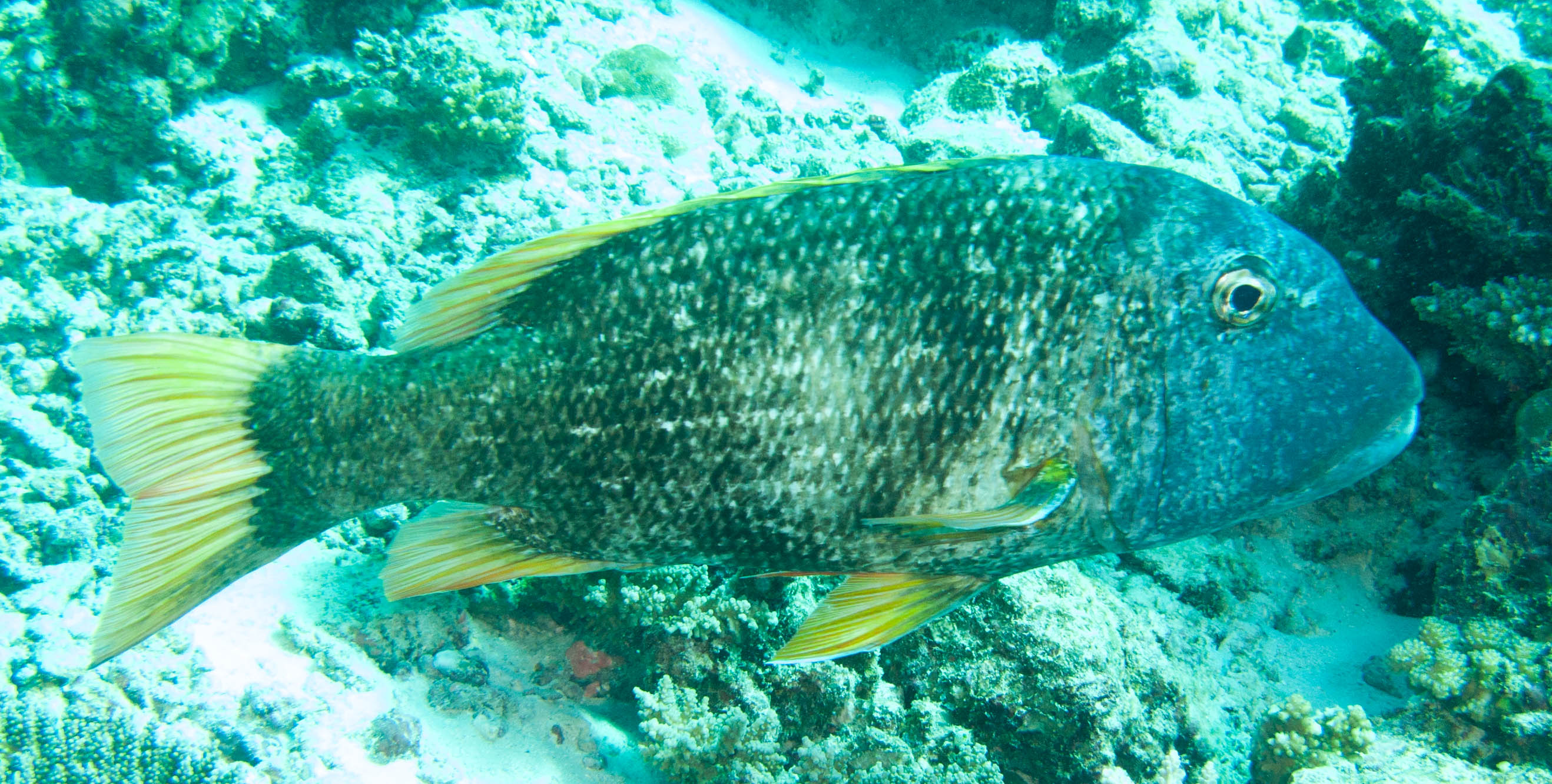 Orangefin emperor (Lethrinus erythracanthus)