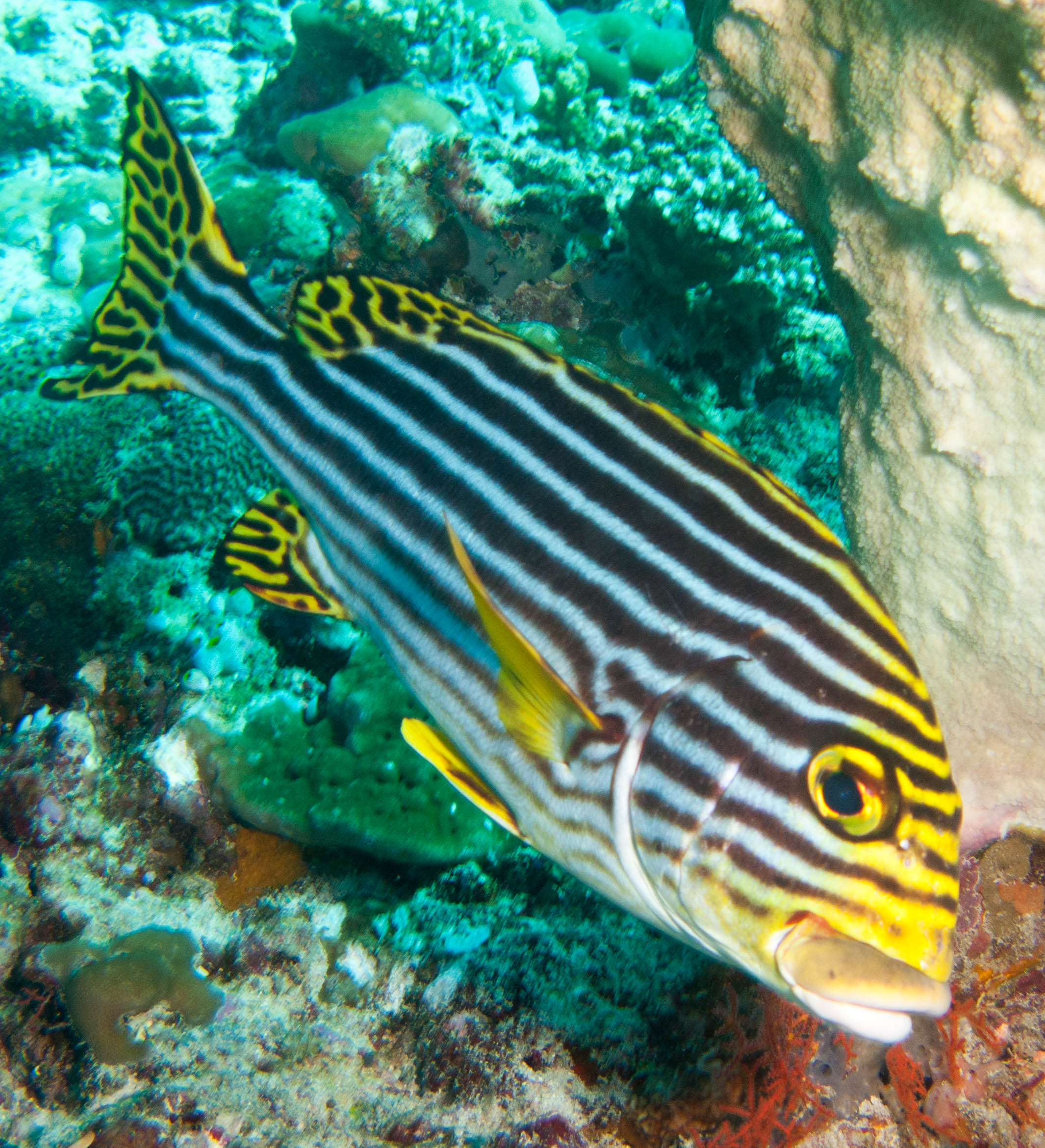 Oriental sweetlips (Plectorhinchus vittatus)