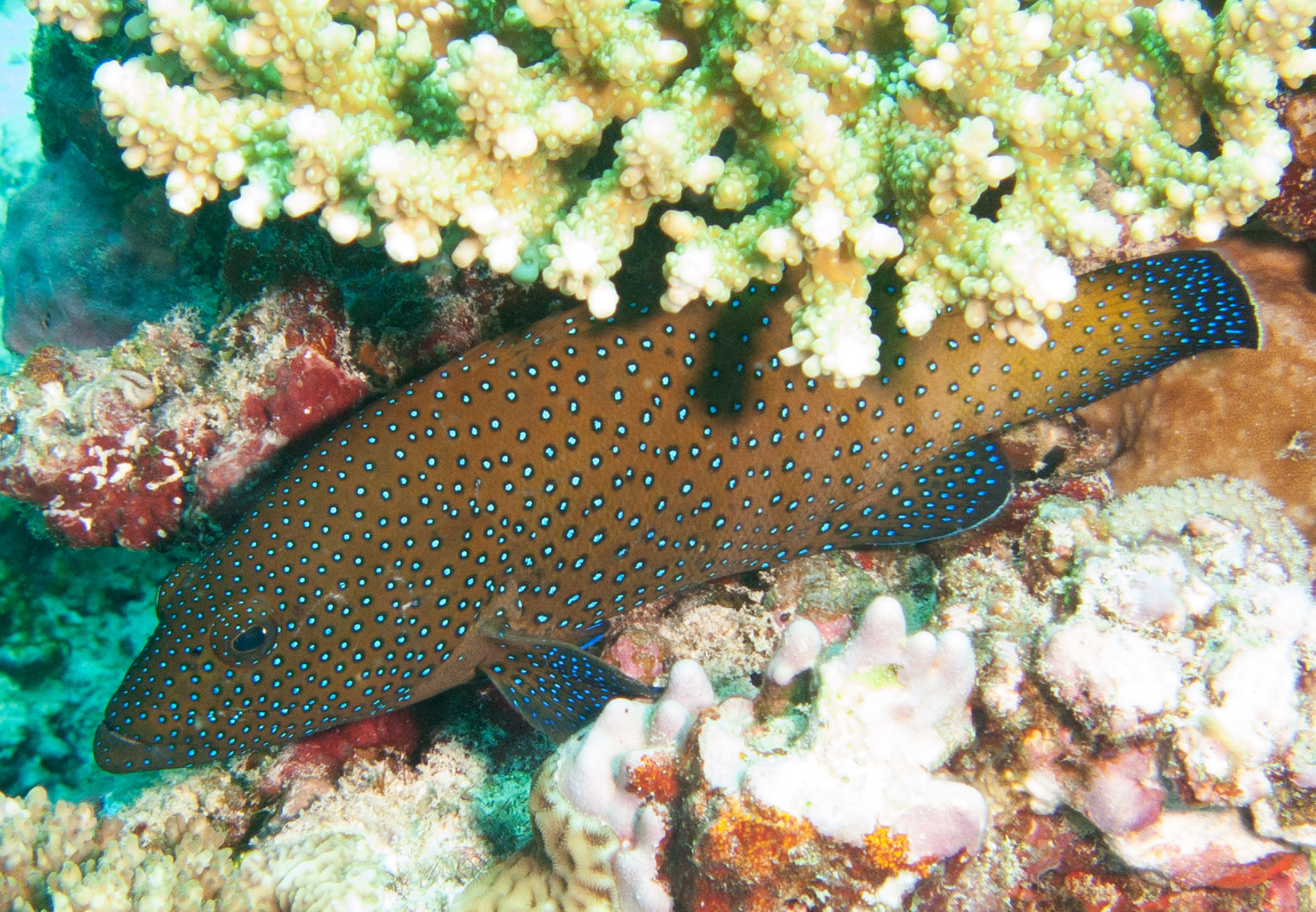 Peacock Grouper