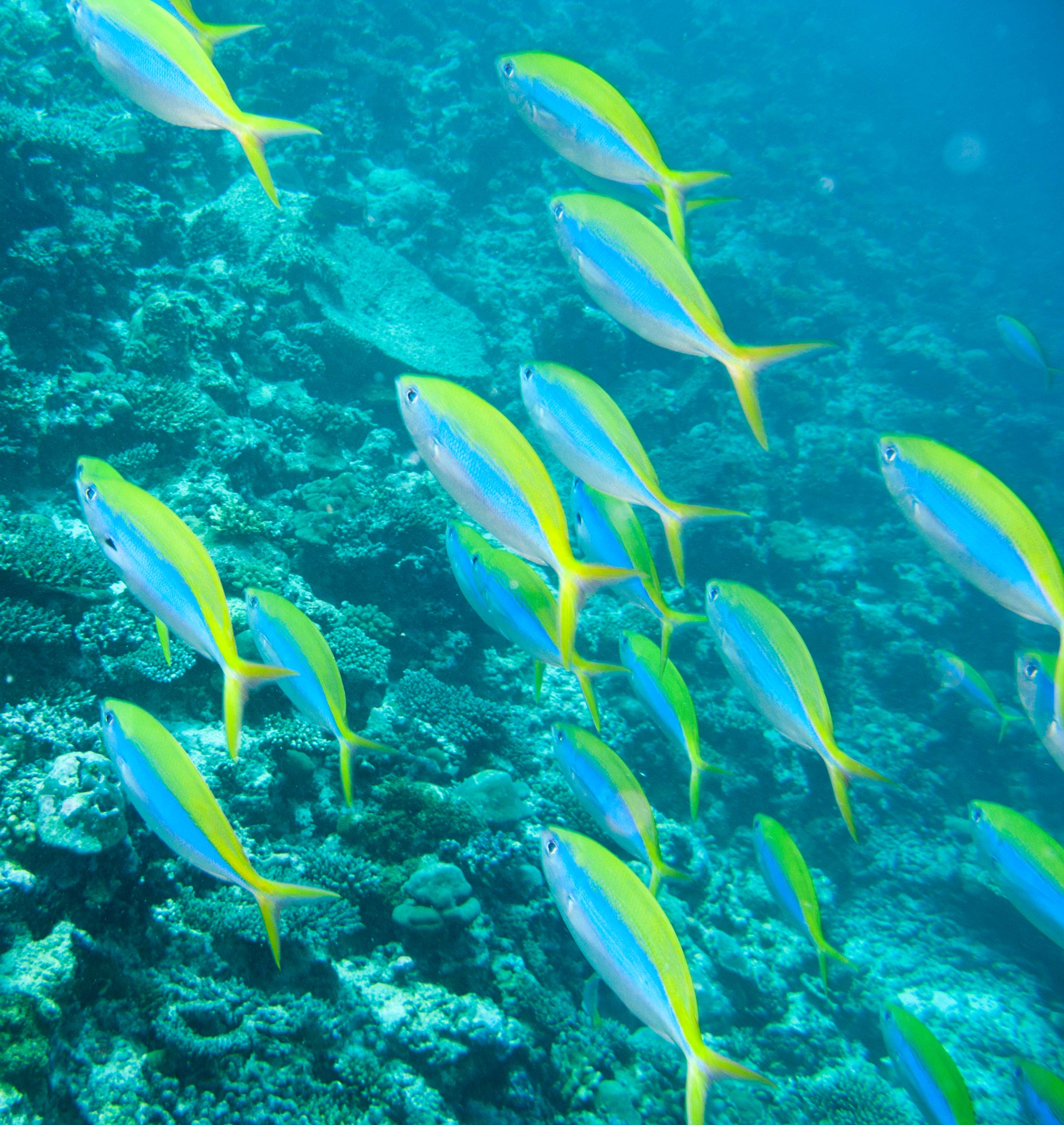 Yellowback fusiliers