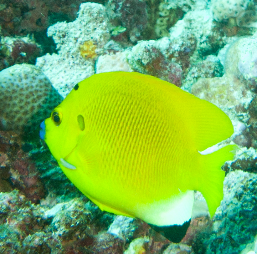 Threespot Angelfish