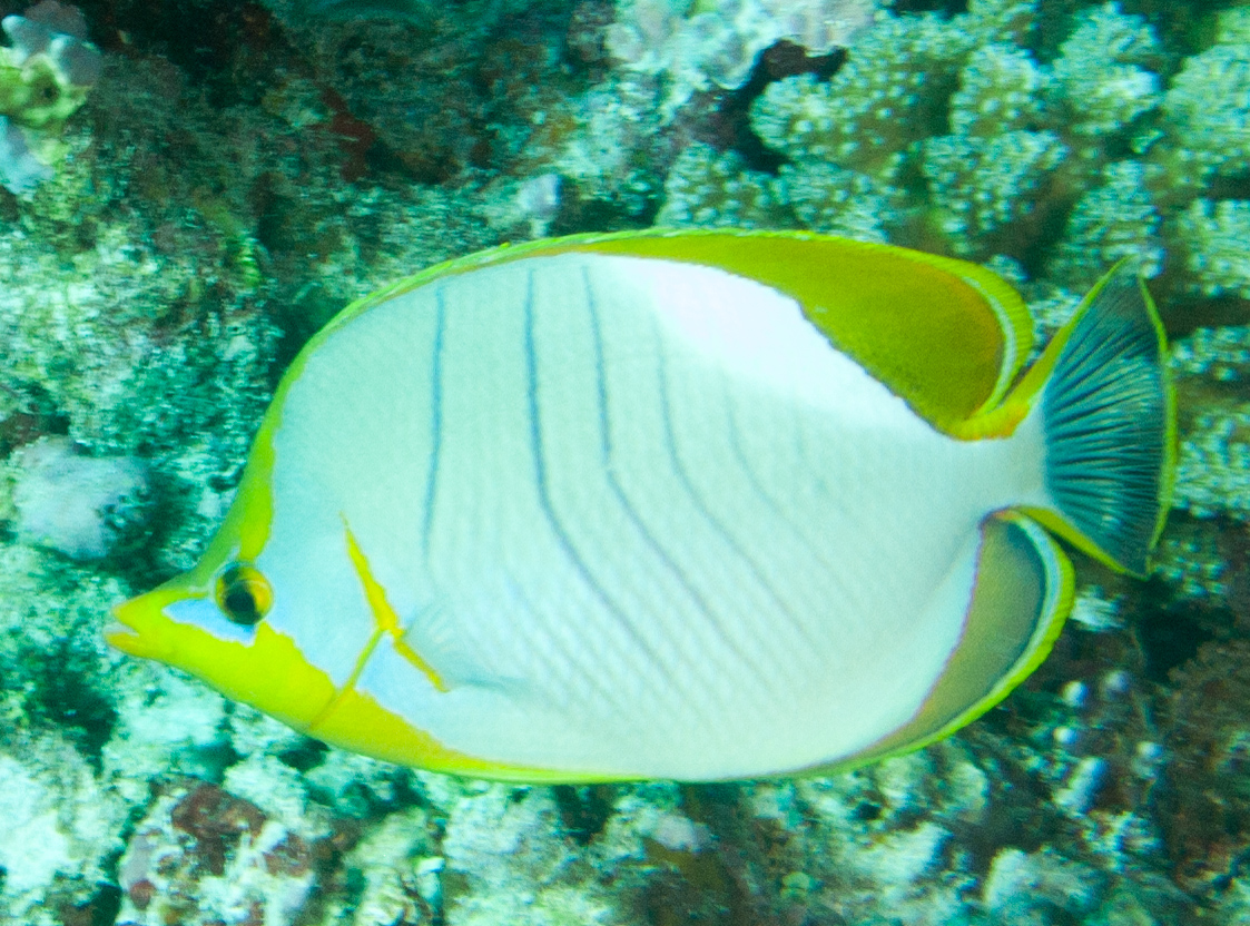 Yellowhead butterflyfish