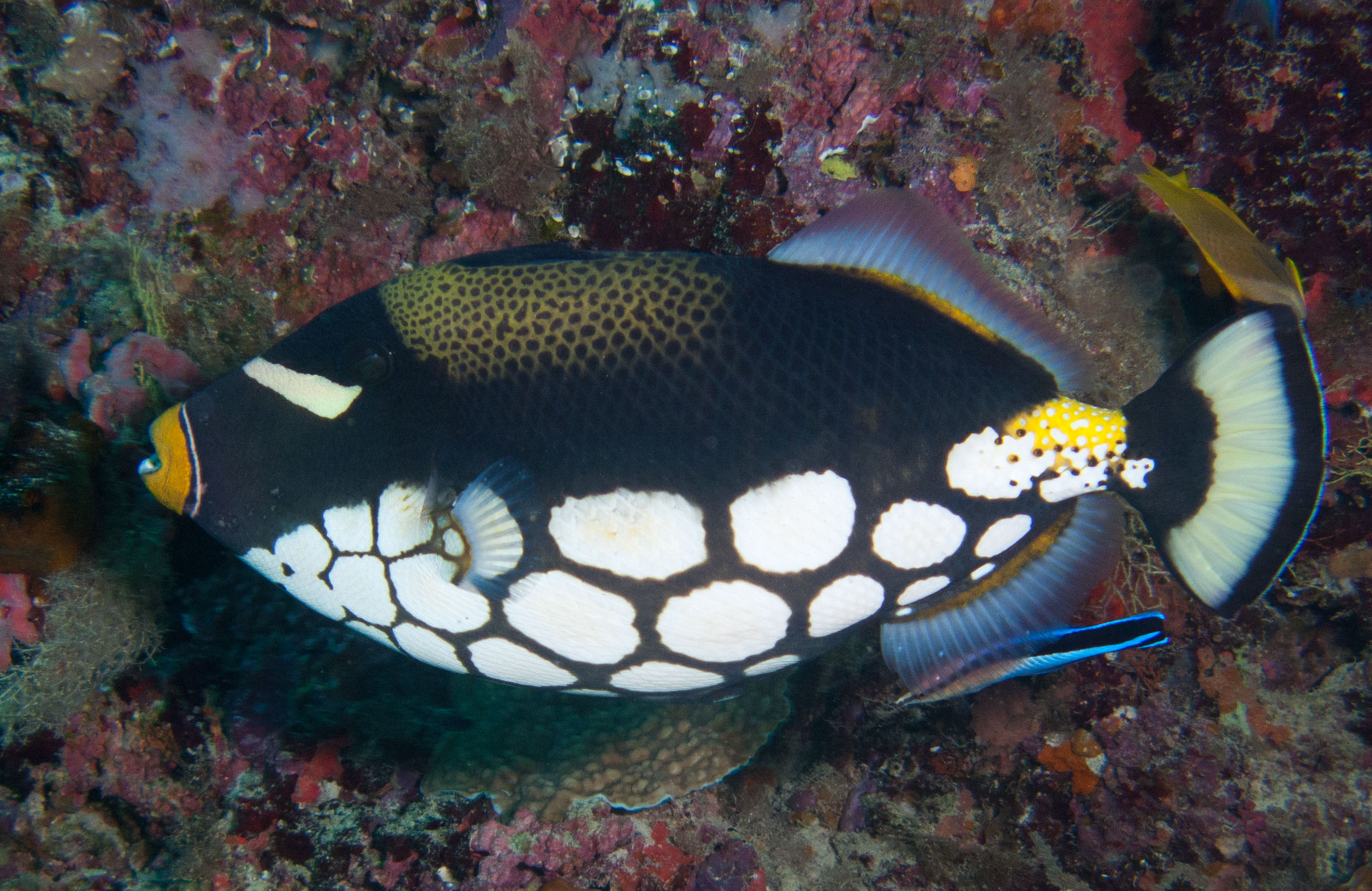 Clown triggerfish & cleaner wrasse
