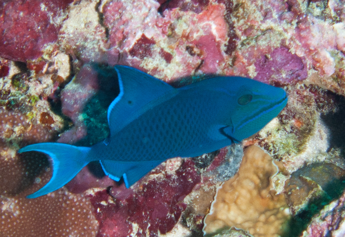 Redtoothed triggerfish