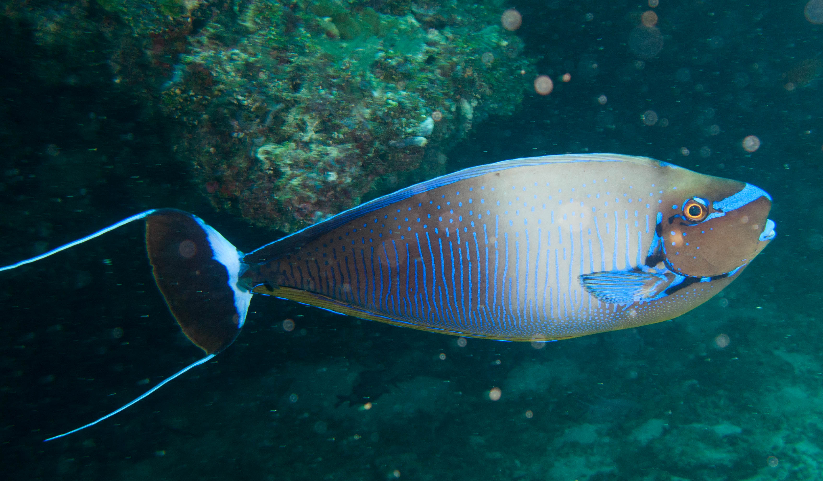 Bignose unicornfish (Naso vlamingii)