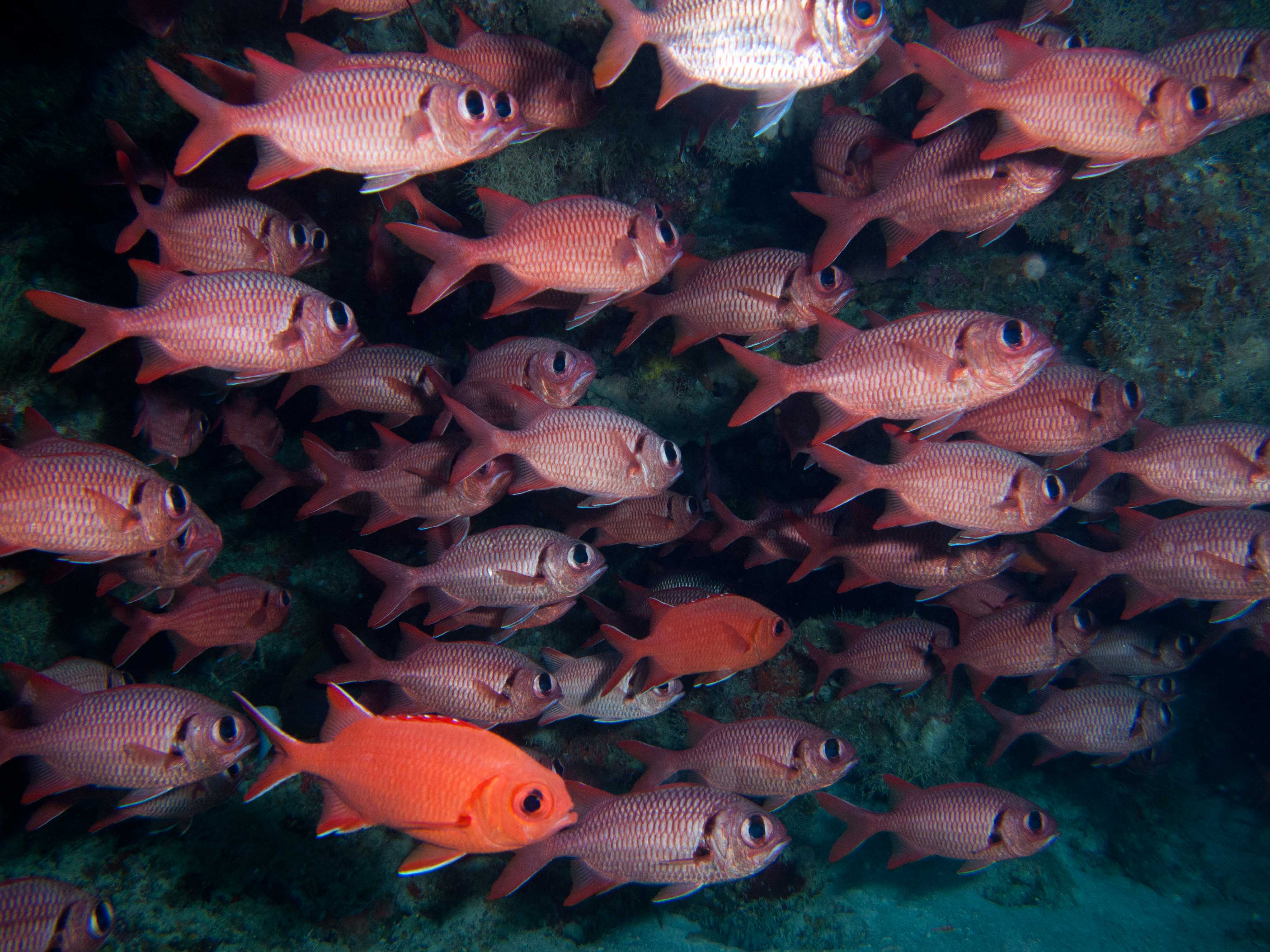 Squirrelfish (Bigscale Soldierfish)