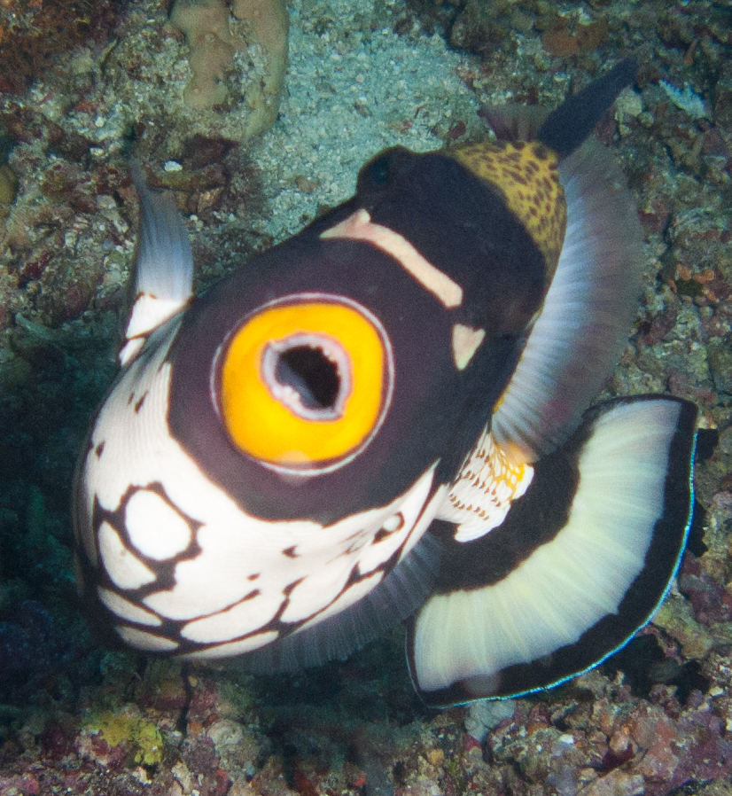 Clown triggerfish