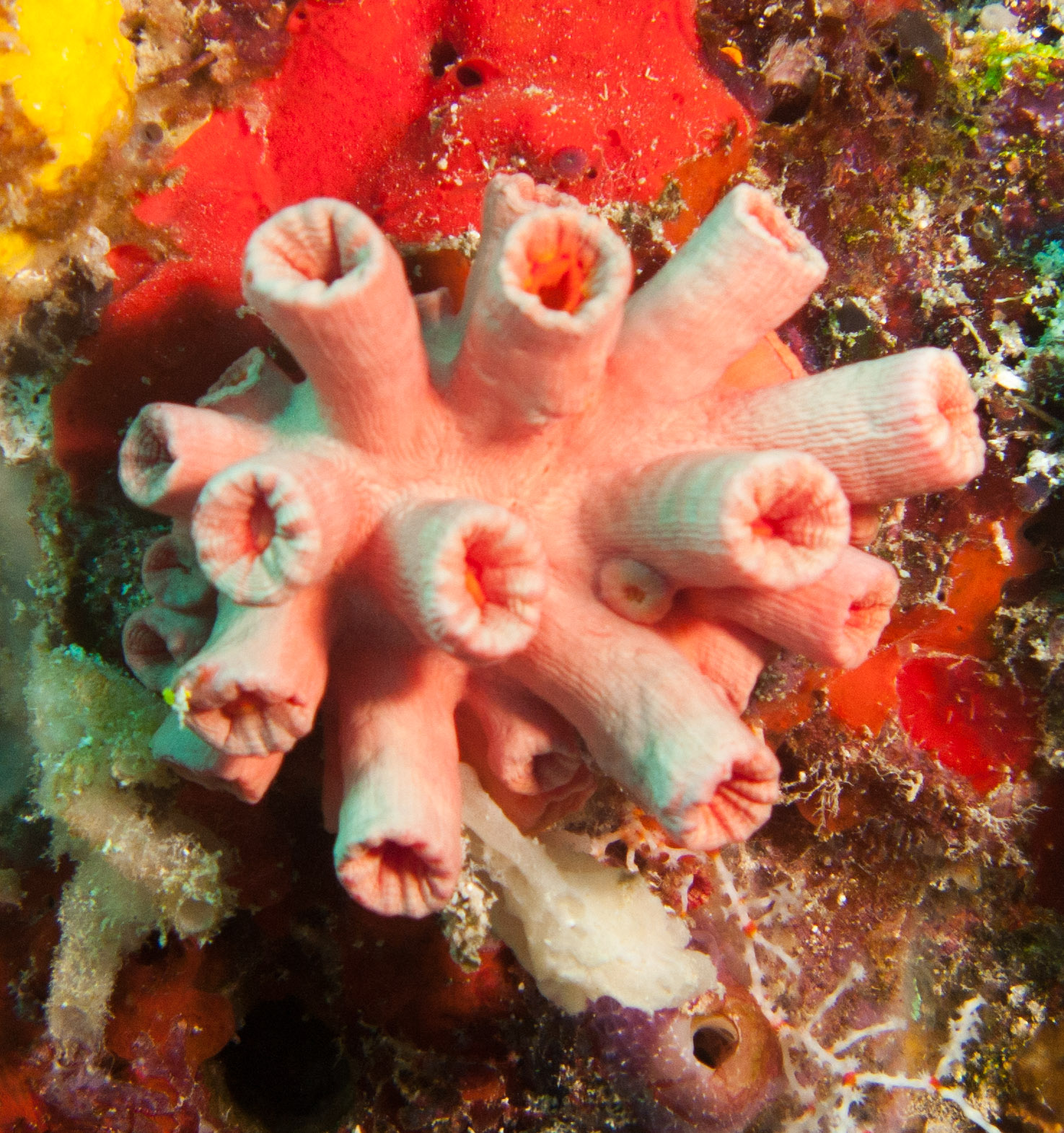 Orange cup coral (Tubastraea coccinea)