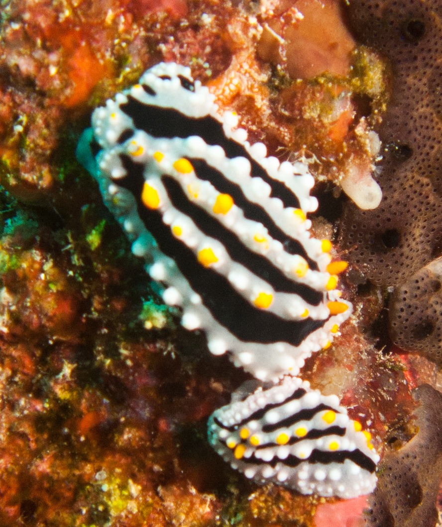 Nudibranch (Phyllidia)