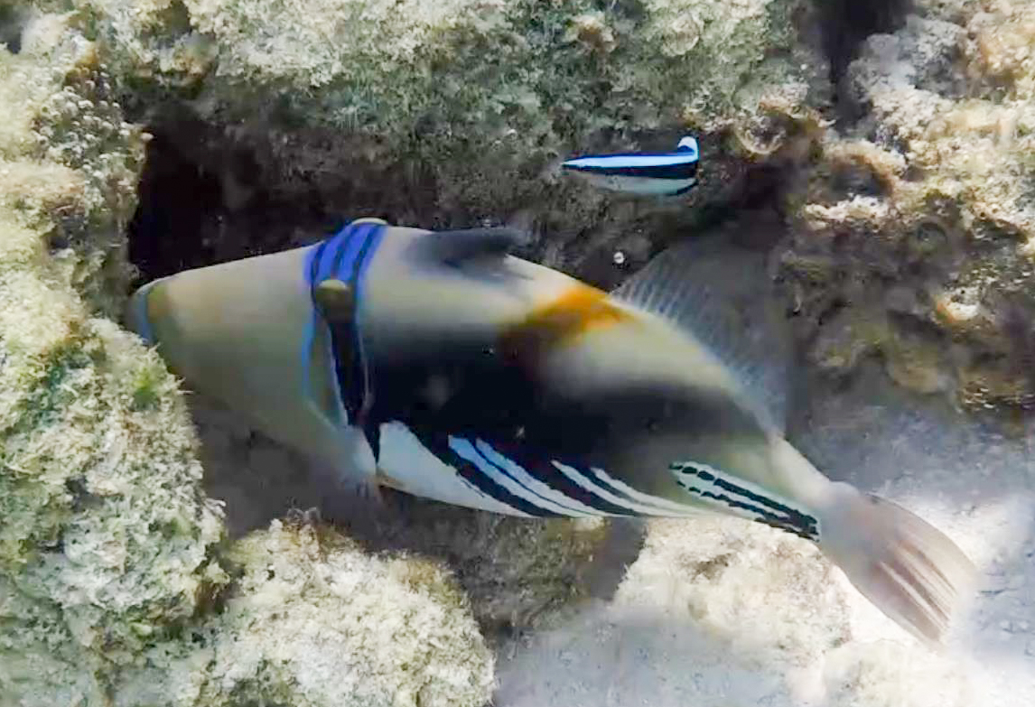 BlackBar Triggerfish (Picassofish)