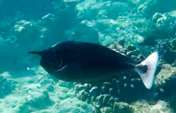 Short Nosed Unicornfish